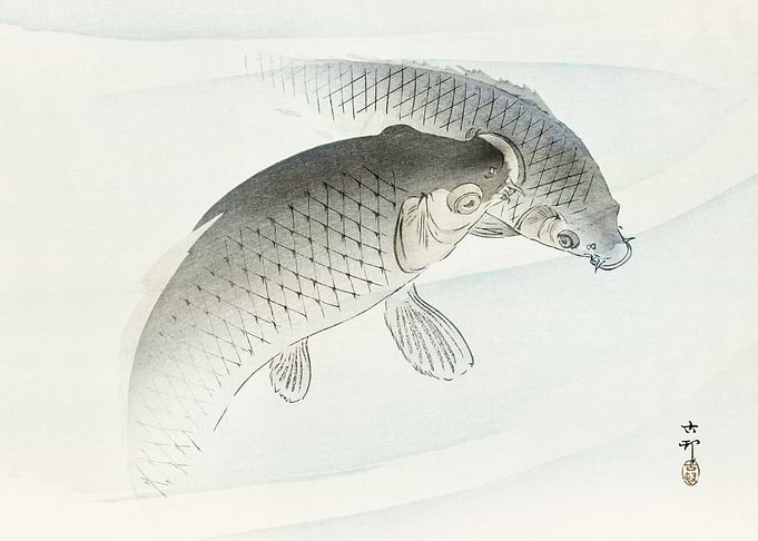 Two carp fish
