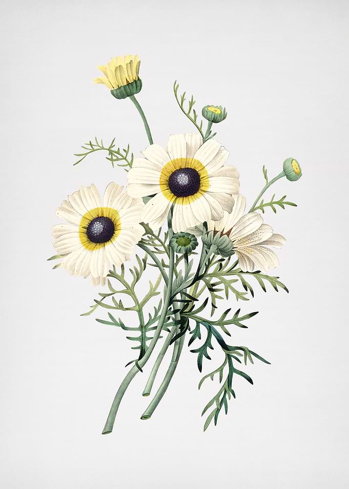 Vintage Chrysanthemum