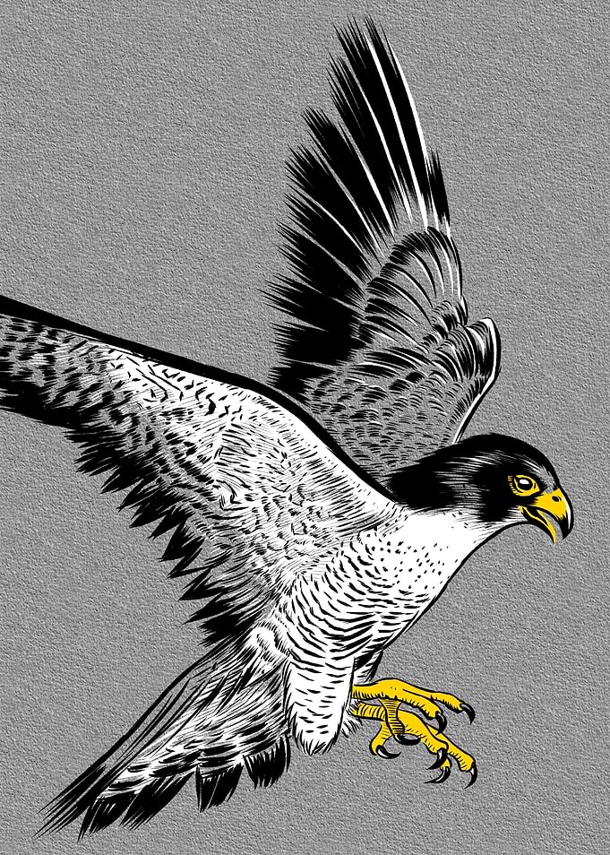 Sketch Hawk