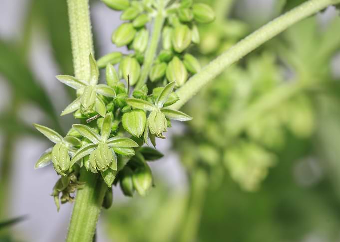 Beautiful male Cannabis