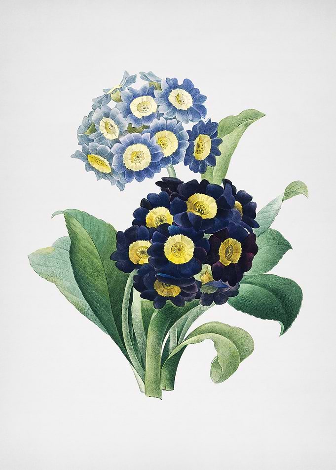 Vintage Mountain Cowslip