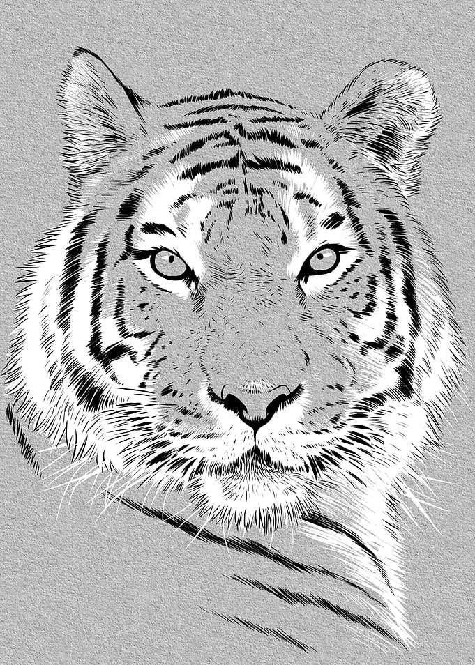Beautiful Sketch Tiger