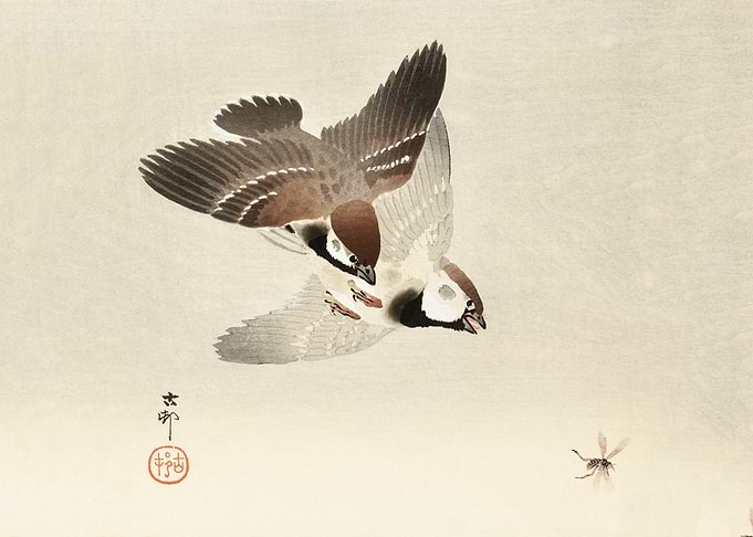 Ring sparrows and insect