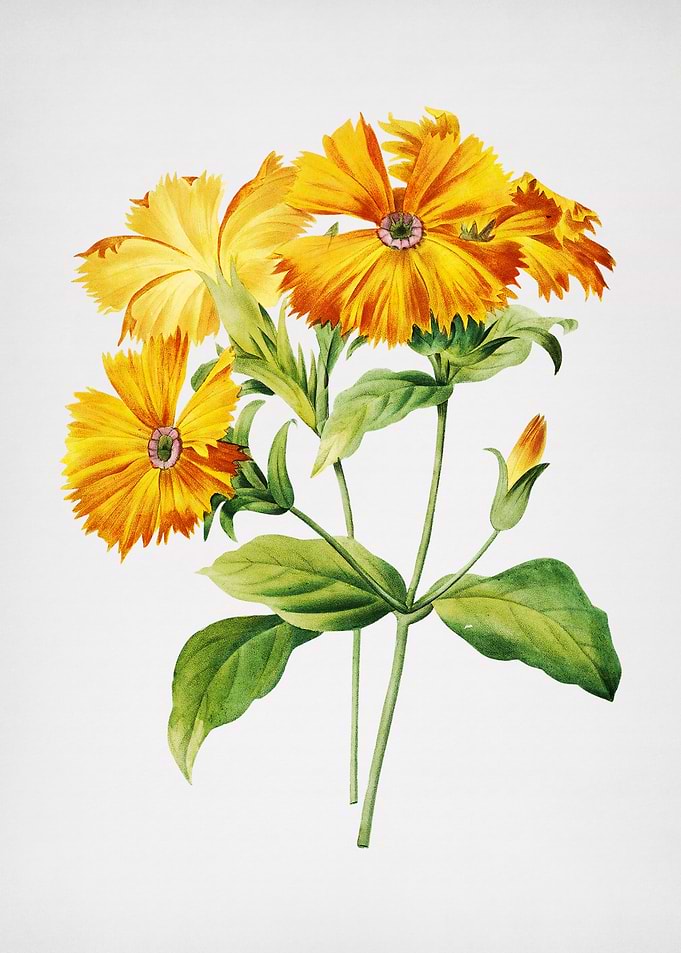 VintageLychnis Grandiflora