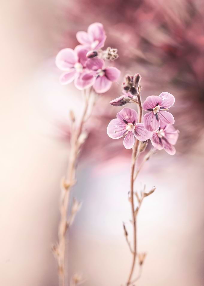 Floral composition