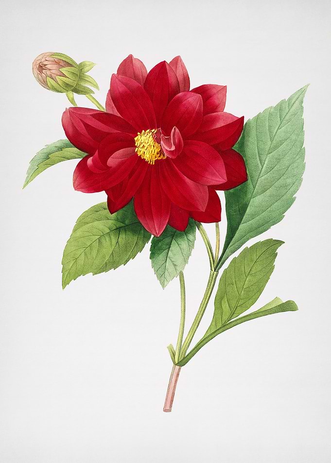 Vintage Double Dahlias