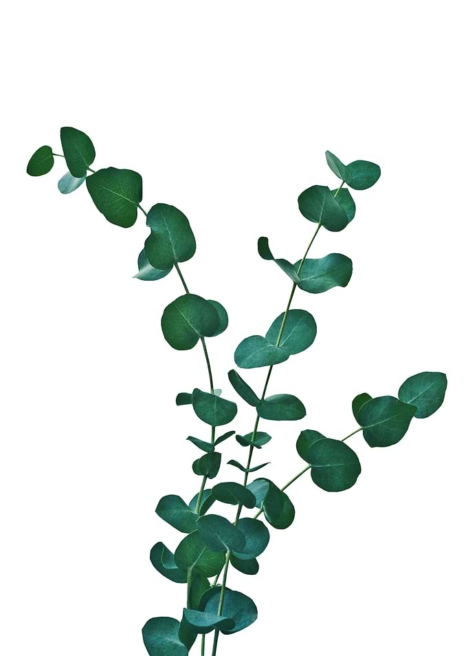 Eucalyptus Dream 1