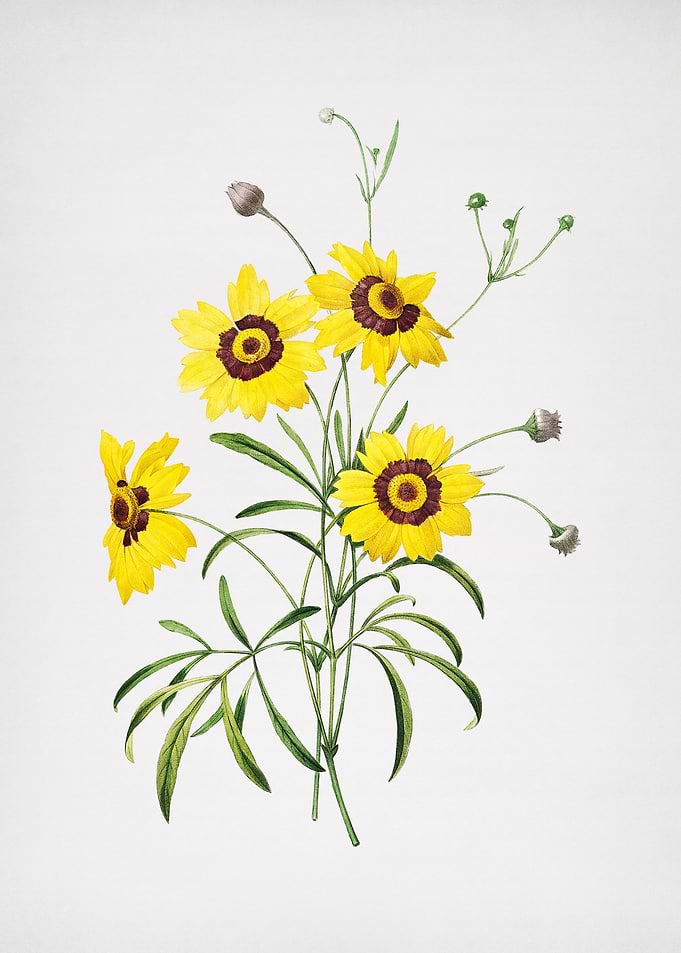 Vintage Coreopsis Elegans