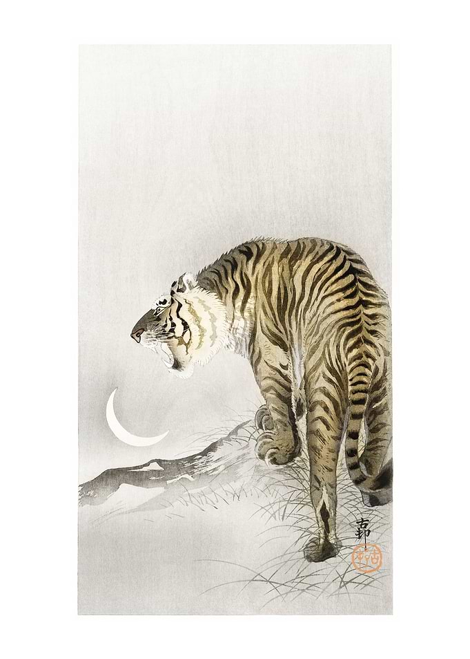Roaring tiger