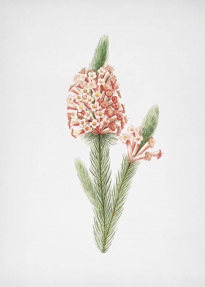Vintage Heather Briar Root