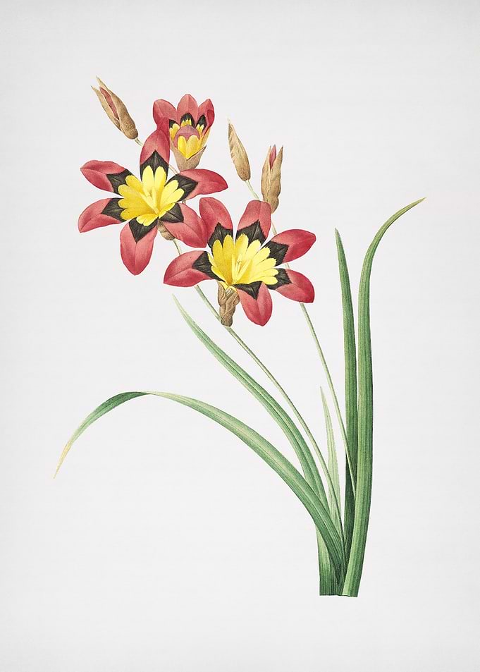 Vintage Ixia Tricolore