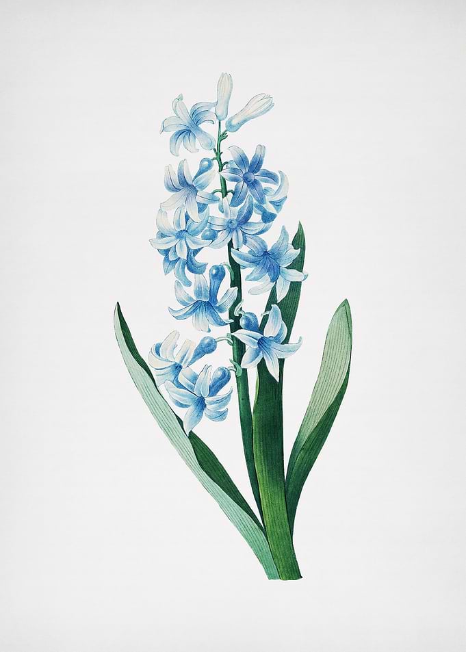 Vintage Dutch Hyacinth