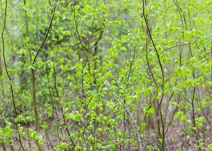 Forest Foliage Green Lands