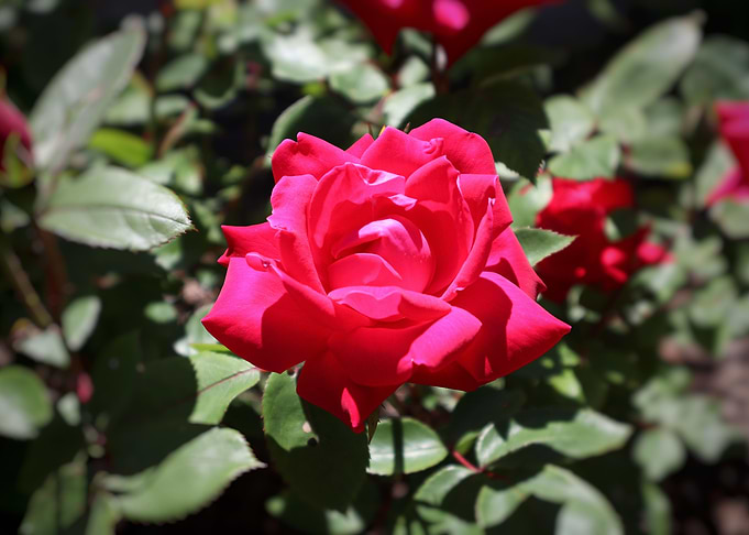 Red rose