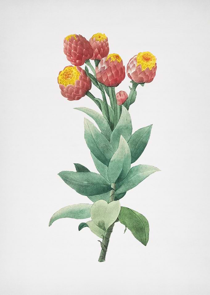 Vintage Cudweeds