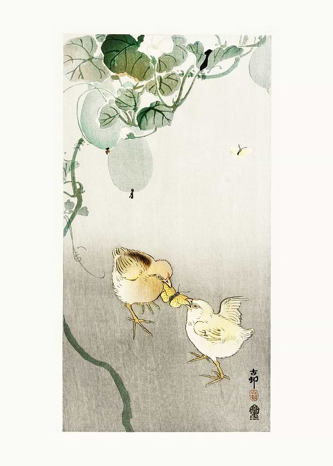 Two chicks fighting