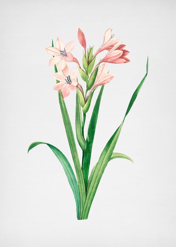 Vintage Gladiolus Flower
