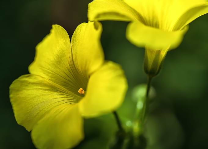 Buttercups