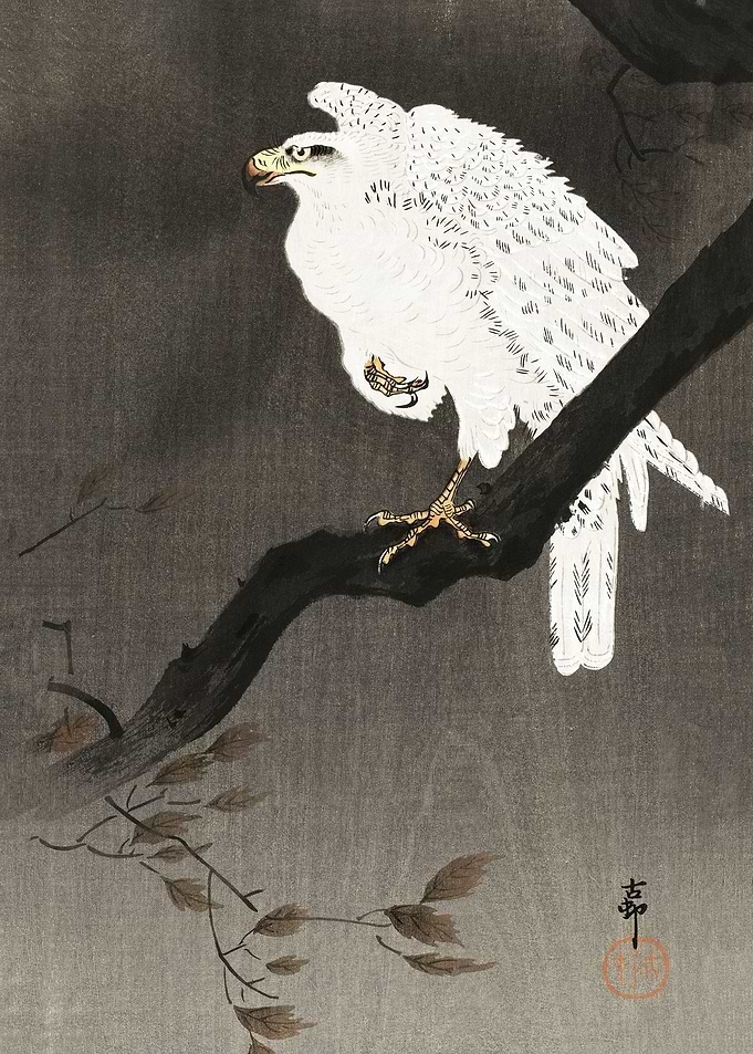 Snowy eagle