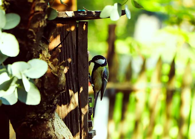 Little bird
