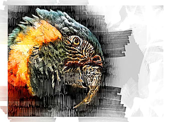 watercolor eagle