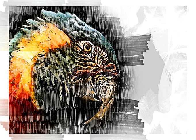 watercolor eagle