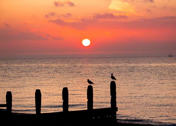 Dual Gulls