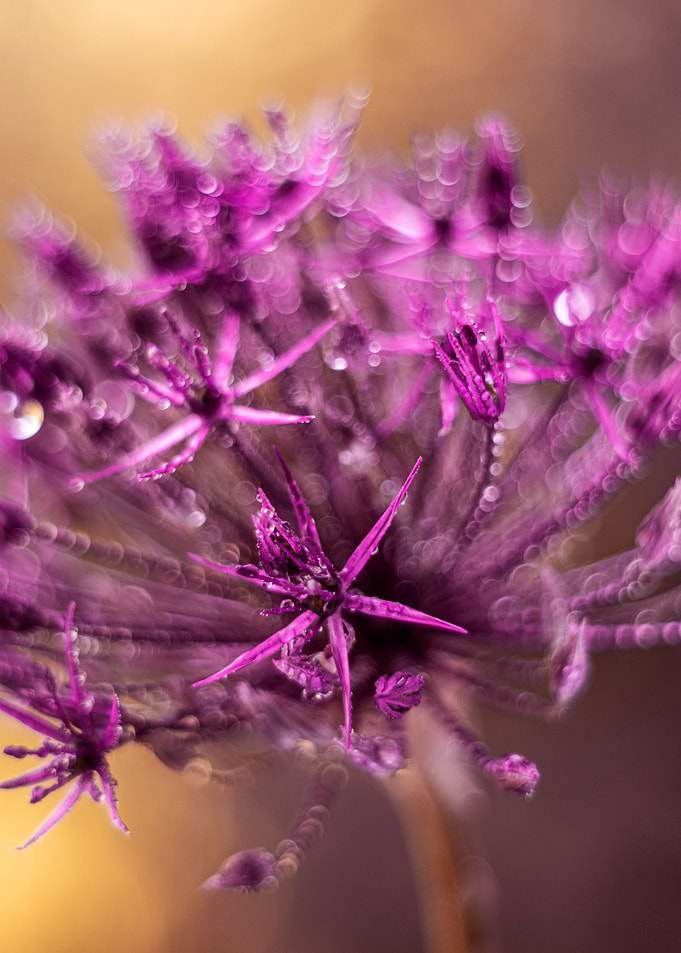 Floral composition