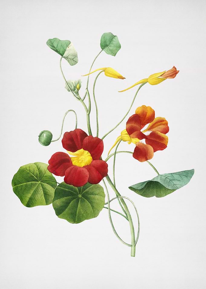 Vintage Monks Cress