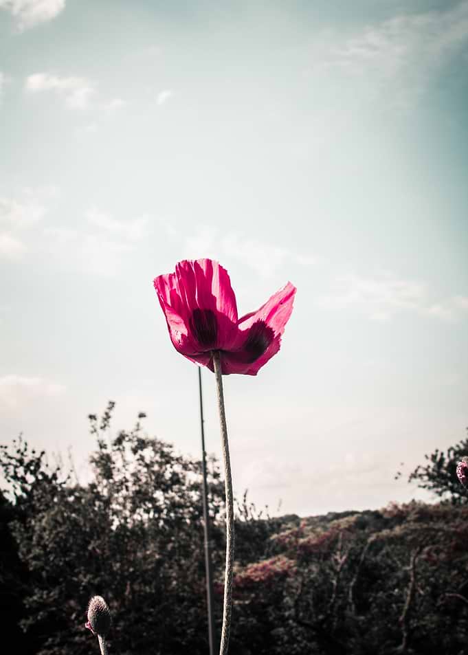 Poppy Coquelicot flower