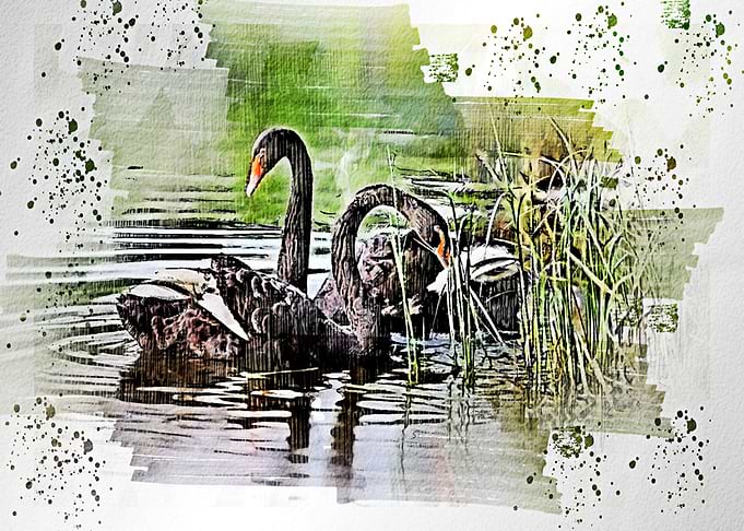 swimming Duck