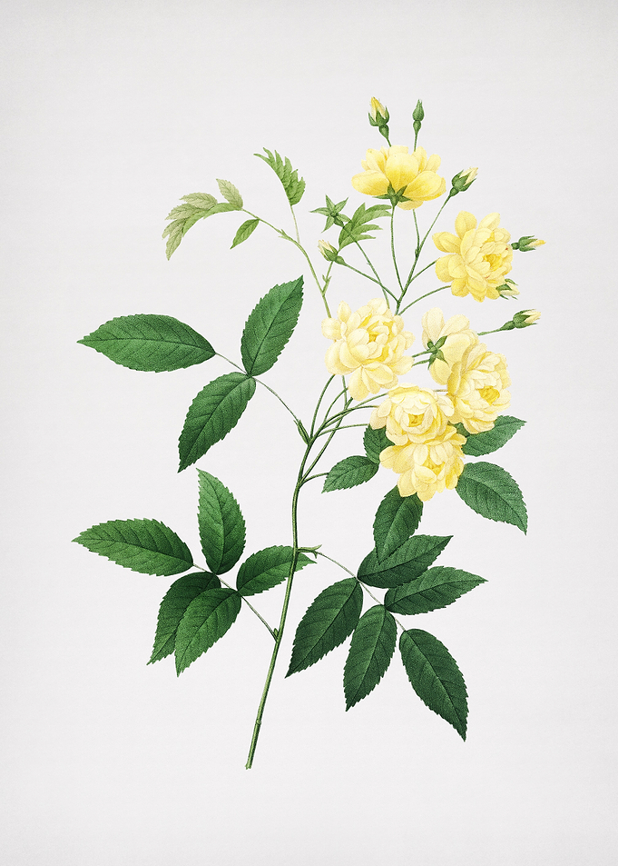 Vintage Lady Banks Rose