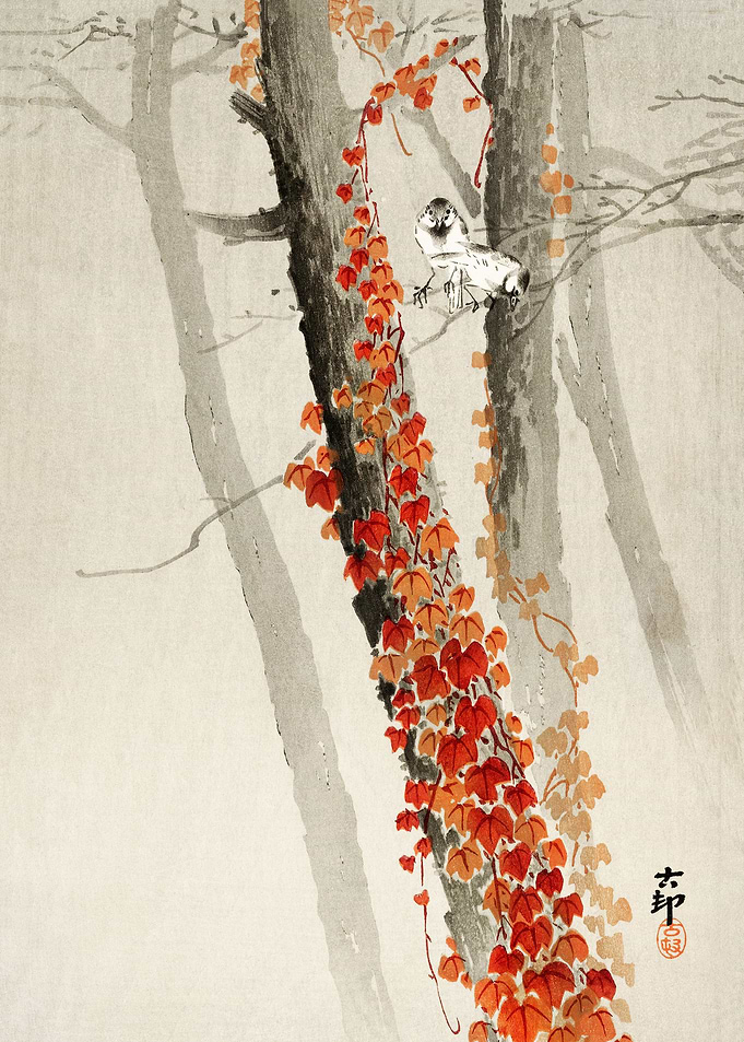 Red ivy
