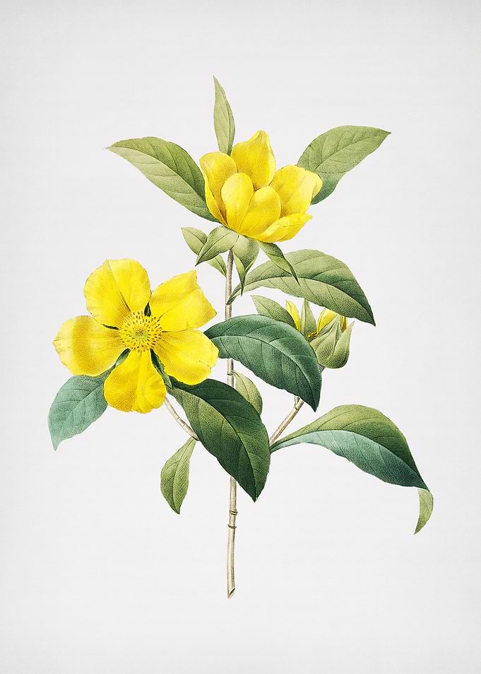 Vintage Golden Guinea Vine