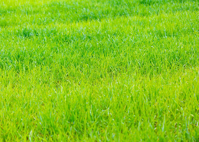 Agriculture Asia Autumn Ba