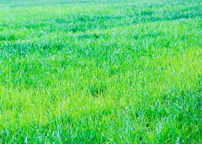 Agriculture Asia Autumn Ba