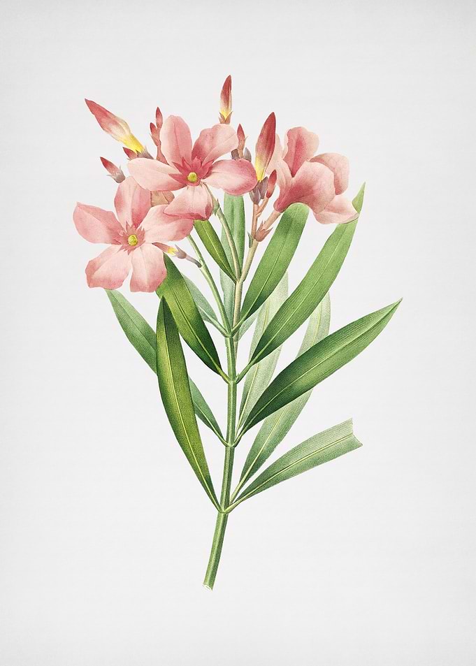 Vintage Oleander Flower
