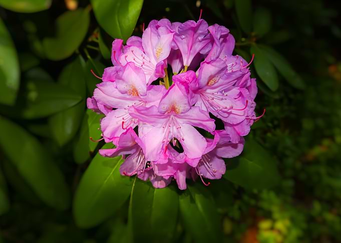 Pink flower
