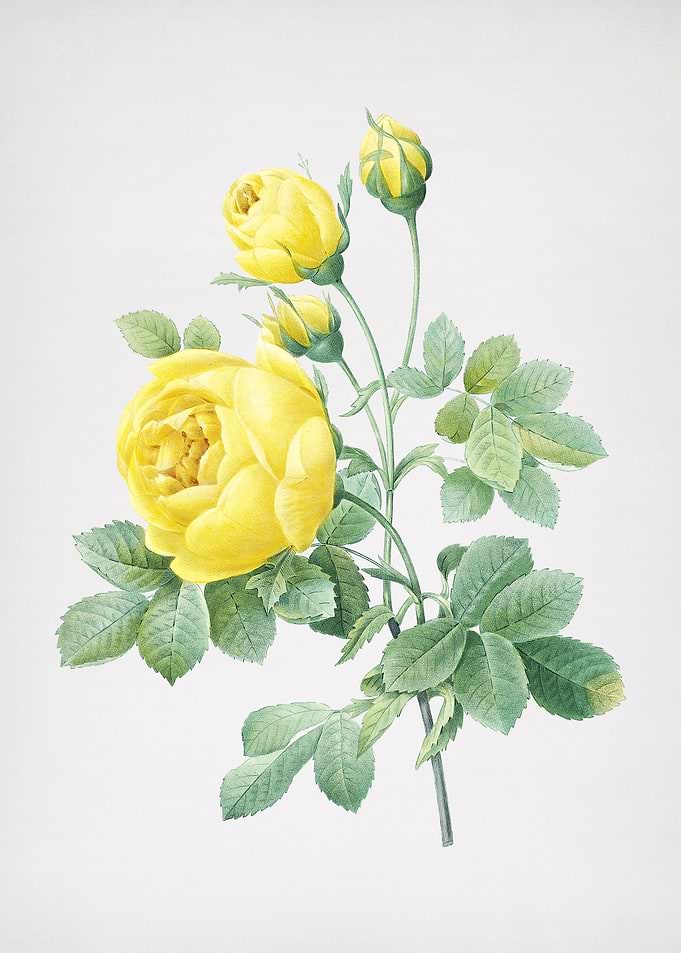 Vintage Yellow Rose