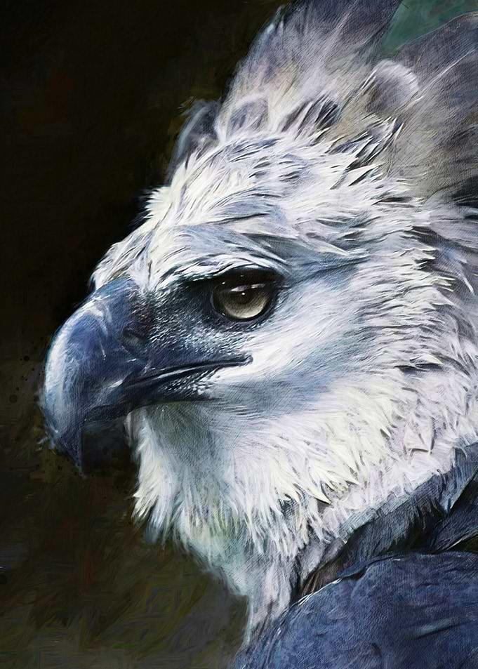 Harpy Eagle