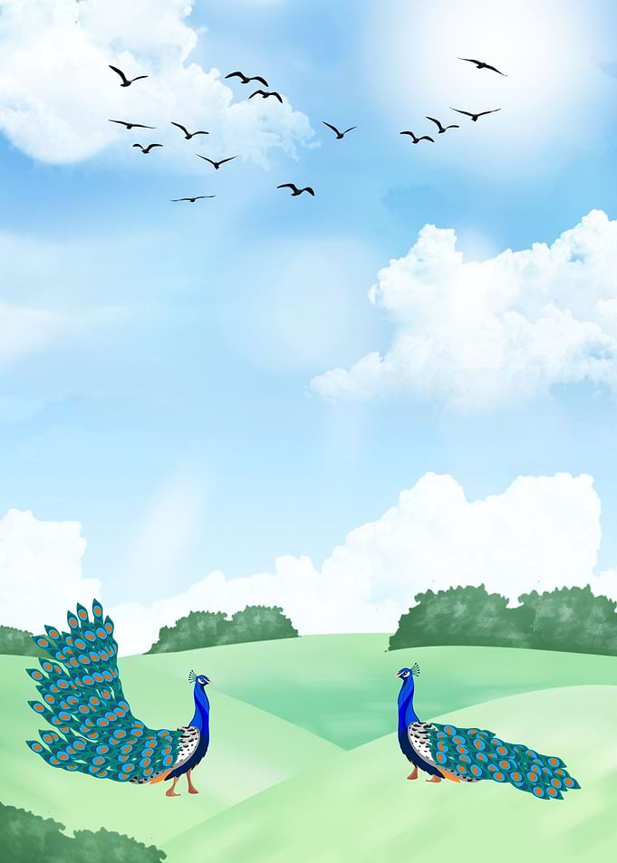 Peacock Bird at the meadow