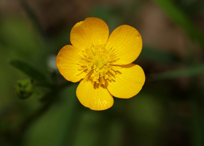 Ranunculus acris flower