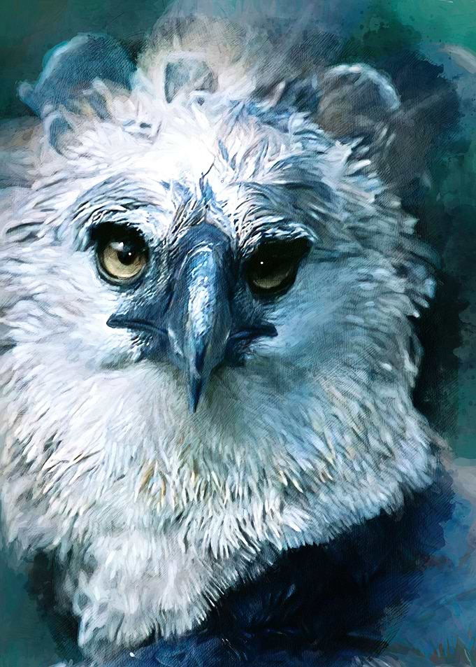 Harpy Eagle