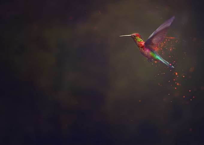 Hummingbird