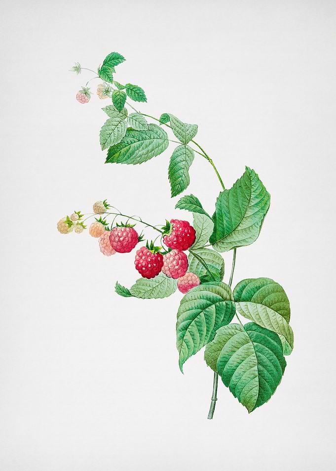 Vintage Red Berries Flower