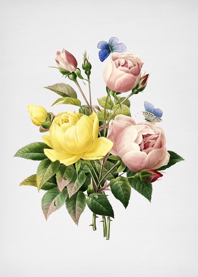 Vintage Variety of Roses