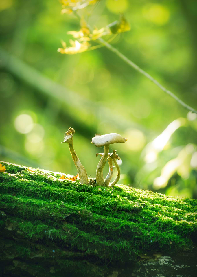 Mushrooms