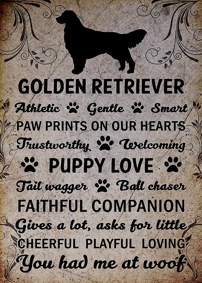 Golden Retriever