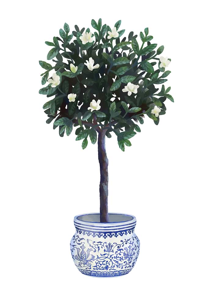 Potted Gardenia
