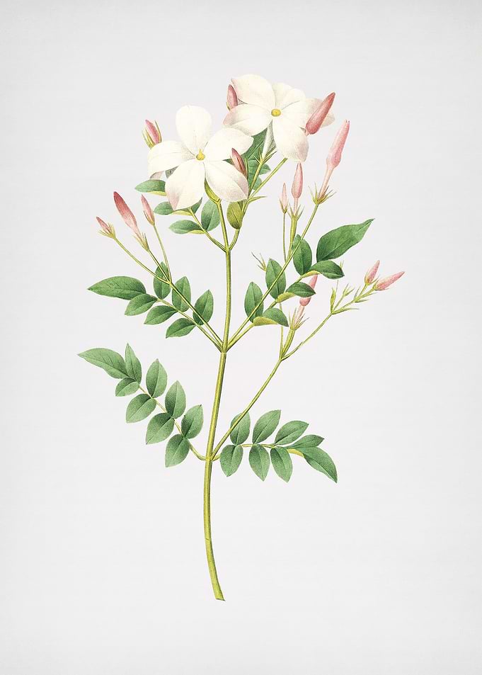 Vintage Spanish Jasmine